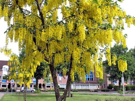 LLuvia de oro - Cassia fistula-     El árbol lluvia de oro es un árbol de tamaño mediano, crece desde los 10 hasta los 20 metros de altura de manera muy rápida. Las hojas son grandes, alternas, caducas y con peciolo de 7-21 cm de largo y 4-9 cm de ancho. Front Entry Landscaping, Hillside Gardens, Golden Rain Tree, Rain Tree, Jacaranda Tree, Early Spring Flowers, Hillside Garden, Flame Tree, Street Trees