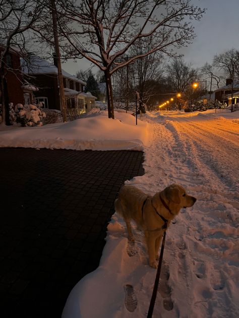 Snow Canada, Algeria Flag, Walk Dog, Snowy Field, Winter Arc, Peaceful Vibes, Winter Bucket List, Night Walk, Dog Walk