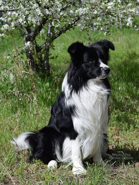 Noteworthy Border Collies Snap Photos, Our Birthday, Wind And Rain, Border Collies, Birthday Boy, Border Collie, The Spirit, Dogs, Birthday