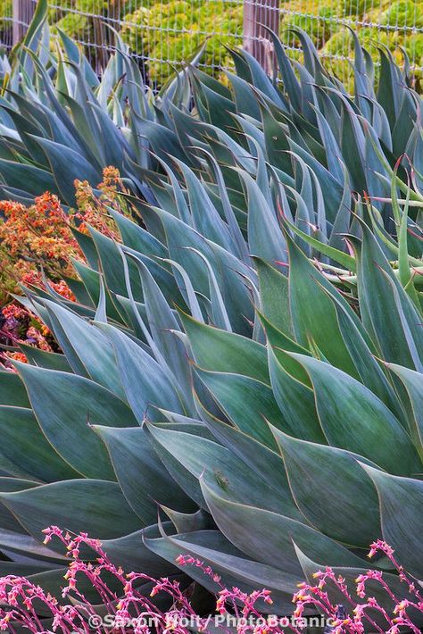 Agave ‘Blue Flame’, silver blue gray foliage succulent in drought tolerant garden bed Agave Blue Flame, Mediterranean Garden Design, Succulent Landscape Design, Drought Resistant Plants, Drought Tolerant Garden, Succulent Garden Design, Succulent Landscaping, Drought Tolerant Landscape, Dry Garden