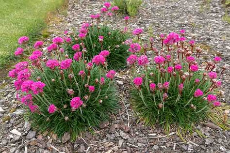 Armeria maritima 'Splendens' (Sea Thrift) Thrift Plant, Pink Thrift, Sea Thrift, Plant Names, Rock Garden Plants, Pink Sea, Coastal Gardens, Peonies Garden, Colorful Plants