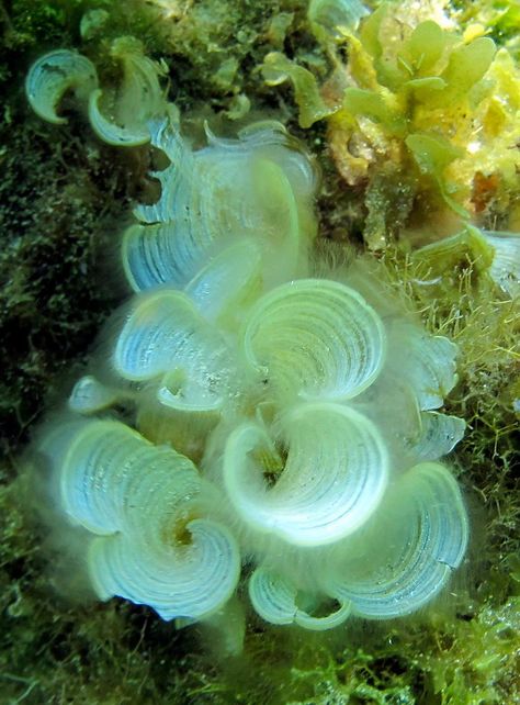 https://flic.kr/p/9ANwrv | White Scroll Algae | Padina jamaicensis, a brown algae (Phaeophyta). Koi Mermaid, Portfolio Background, Brown Algae, Underwater Background, Ocean Pillows, Mermaid Bag, Sea Plants, Pond Life, Illustration Techniques