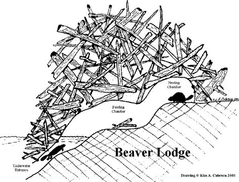 Drawing of beaver lodge by Kim A. Cabrera. Paddle To The Sea, Beaver Lodge, Nature Lessons, Tree Map, Homeschool Geography, Nature School, Beaver Dam, Pond Life, Animal Tracks