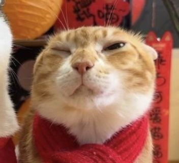 cat matching pfp matching icons lunar new year happy new year silly New Year Matching Pfp, New Years Matching Pfp, New Years Pfp, Year Pfp, New Year Pfp, Pfp Bestie, Cat Matching Pfp, New Year Cat, Matching Christmas Pfp Friends