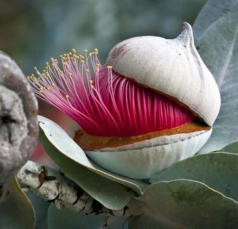 The bud of a Eucalyptus flower opening up/ cap being removed. Eucalyptus Flower, Australian Wildflowers, Australian Flowers, Australian Native Flowers, Australian Native Plants, Australian Flora, Unusual Plants, Unusual Flowers, Native Garden