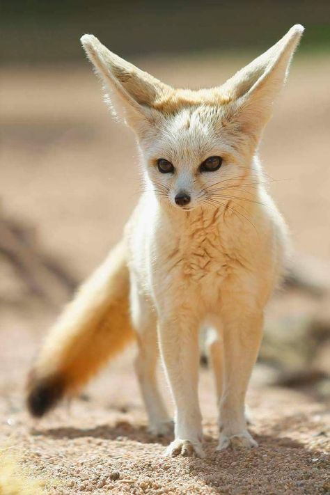 Fennec fox. Fennec Fox Pet, Regard Animal, Fox Pictures, Fennec Fox, Fuchsia Dress, Pet Fox, Wild Dogs, Cute Fox, Animal Wallpaper