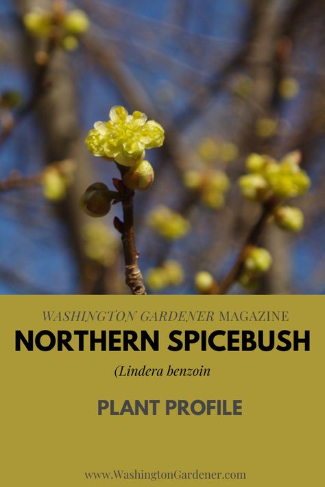 Spice Bush Plants, Northern Spicebush, Plants Native To Connecticut, Spice Bush, Lindera Benzoin, Northern California Native Plants, Northern Virginia Native Plants, Backyard Orchard, Growing Trees