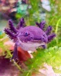 Purple Axolotl, Axolotl Care, Axolotl Tank, Axolotl Cute, Simple Texture, Blue Cute, Reptiles And Amphibians, Ocean Life, Sea Animals