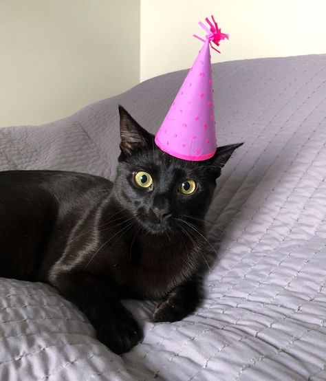 Today is my first birthday! 🎉 It started off with some breakfast treats and this birthday girl hat that mom promises I can destroy later.… Cats First Birthday, Black Cat Birthday Party, Cat With Birthday Hat, Birthday Girl Hat, Black Cat Birthday, My First Birthday, Cat Birthday Party, Birthday Hat, Cat Party