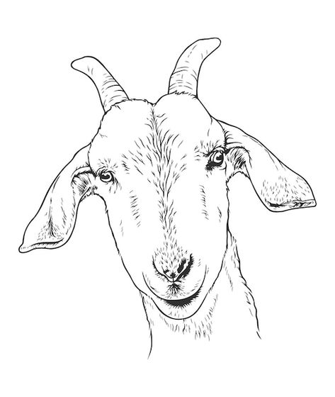 Goat Line Art, Goat Drawing Sketch, Goat Head Drawing, Goat Sketch, Goat Drawing, Svg Animals, Vector Line Art, Black Goat, Goat Head