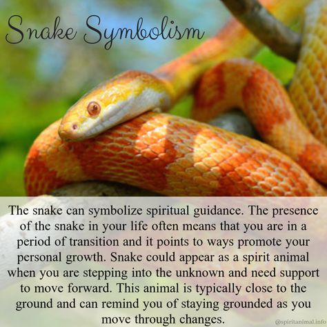 The snake animal meaning is powerfully connected to life force and primal energy. In many cultures, it is revered as a powerful totem representing the source of life. When the snake spirit animal appears in your life, it likely means that healing opportunities, change, important transitions, and increased energy are manifesting. Seeing A Snake Meaning, Snakes Spiritual Meaning, Snake Totem Spirit Animal, Snake Spirit Animal Meaning, Animal Meanings Tattoos, Snake Tattoo Symbolism, Spirit Animal Snake, Snake Meaning Spiritual, Snake Symbolism Meaning