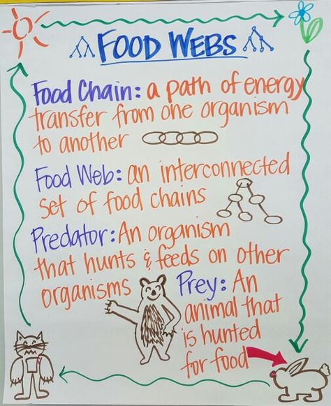 Food Webs Anchor Chart Food Webs Projects, Food Web Activities, Science Chart, Food Webs, Science Anchor Charts, 7th Grade Science, Third Grade Science, Food Chains, 4th Grade Science