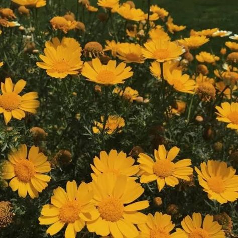 daisy daisies flowers aestheticflowers yellow nature aesthetic garden pretty yellowdaisy flower widget tumblr Aesthetic Kuning, Leslie Aesthetic, Aesthetic Palace, Yellow Aesthetic Pastel, Vintage Lights, Dark Flowers, Flowers Yellow, Beauty Nature, Spring Beauty