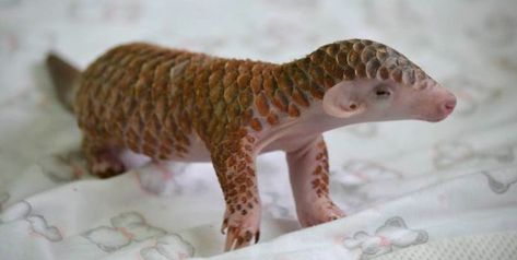 Behold the incredible cuteness of this newborn pangolin (aka scaly anteater) at… Baby Pangolin, Baby Zoo Animals, Zoo Babies, Animal Magic, Rare Animals, Primates, Zoo Animals, Taipei, Animals Friends