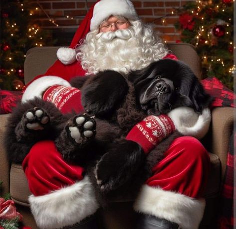 Newfie Dog, Black Labs Dogs, Merry Christmas Dog, Cavalier King Charles Dog, Big Dog Breeds, King Charles Dog, St Bernard Dogs, Bernard Dog, Lab Dogs