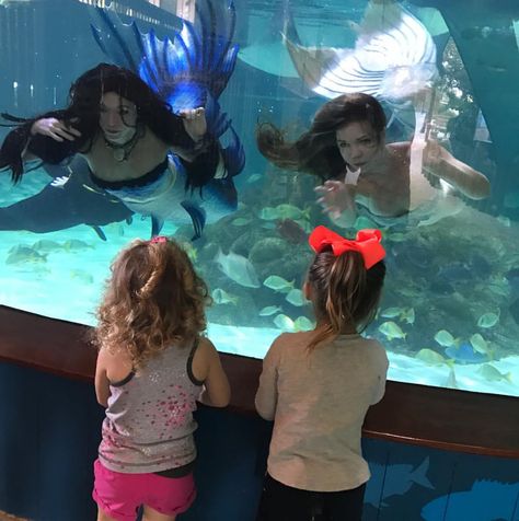 Come see the mermaids swim in the coral reef tank at Florida Keys Aquarium Encounters in Marathon Florida on May 20th! The mermaids will be swimming at 12, 2, and 4 pm, and stick around after each swim show for a mermaid Meet N Greet where you can even take home mermaid treasure! https://www.facebook.com/events/152158618638244/ Aquarium Mermaid Show, Swim Tank, Mermaid Swimming, Mermaid Photos, Real Mermaids, Super Rich Kids, Reef Tank, Mermaid Theme, Rich Kids