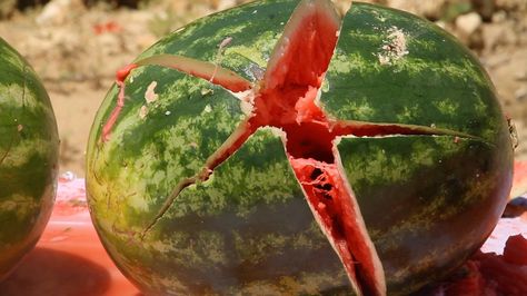 Super Slow Motion Video of a Hollow-Point Bullet Piercing Through Four Watermelons Gavin Free, Hollow Point, Motion Video, Slow Motion, Video Clip, Watermelon, Motion, Fruit