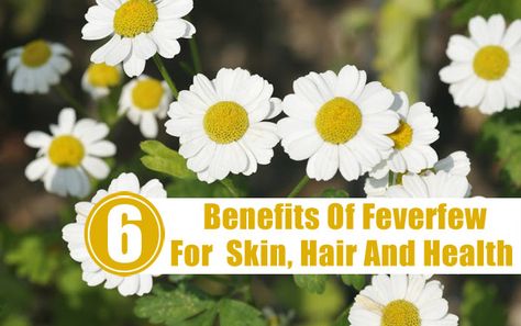 6 Amazing Benefits Of Feverfew For Skin, Hair And Health Rue Herb, Tea For Skin, Chamomile Tea Benefits, Healing Salve Recipe, Organic Face Cream, Herbal Remedies Recipes, Natural Face Cream, Healing Salves, Chamomile Tea