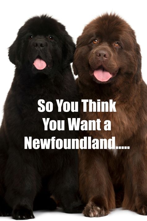 New Foundland Dog Puppy, Grey Newfoundland Dog, New Found Land Dog, Brown Newfoundland Dog, Newfoundland Dog Puppy, Gentle Giant Dogs, Newfie Dog, Newfoundland Puppy, Leonberger Dog