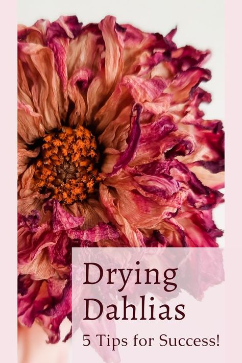 Drying Dahlia Flowers, Crafts Using Flowers, How To Dry Dusty Miller, How To Dry Dahlias, Crafts With Fresh Flowers, Dried Dahlia Flowers, Drying Dahlias, How To Store Dried Flowers, Best Flowers For Drying