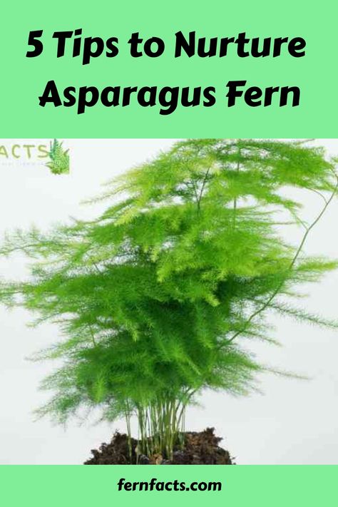 5 Tips to Nurture Asparagus Fern Asparagus Fern Care, Fern Care, Indoor Ferns, Foxtail Fern, Growing Asparagus, Ferns Care, Ferns Garden, Soil Texture, Tiny White Flowers