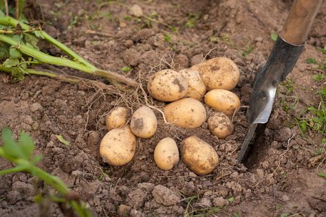 Science fair season is coming up. Many kids want to work with plants. One set of experiments that's ... Potato Companion Plants, Harvesting Potatoes, Onion Bulbs, How To Store Potatoes, Avocado Seed, Garden Calendar, Growing Potatoes, Planting Shrubs, Plant Diseases