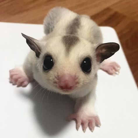 Sugar Glider Drawing, Sugar Glider Cute, Cute Sugar Glider, Sugar Glider Pet, Sugar Glider Cage, Cute Animal Tattoos, Tattoo Nature, Animal Rescue Center, Sugar Gliders