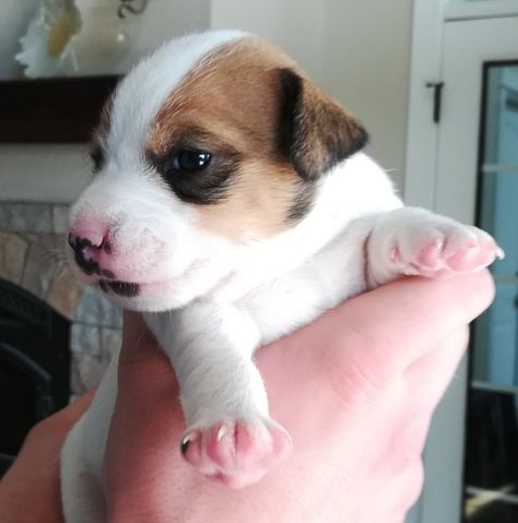 Jack Russell Terrier Puppies for sale Jack Russell Puppy, Jack Russell Terrier Puppies, Puppies For Sale Near Me, Jack Russell Puppies, Jack Russel, Terrier Puppies, Puppy Adoption, Russell Terrier, Jack Russell Terrier