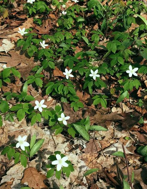 Forest Floor Plants | Trailside Museums and Zoo Witchy Garden, Wood Anemone, Forest Plants, Floor Plants, Fairy Book, Forest Floor, Plant List, All About Plants, Animal Theme