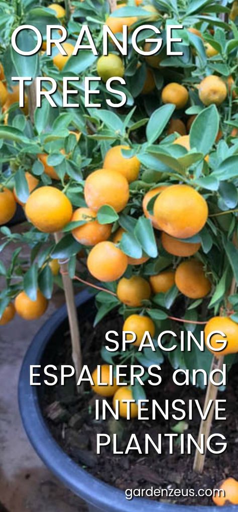 Intensive Planting, Planting Fruit Trees, Trees For Front Yard, Arizona Gardening, Citrus Garden, Landscaping Trees, Hydroponics Diy, Orange Trees, Indoor Vegetable Gardening