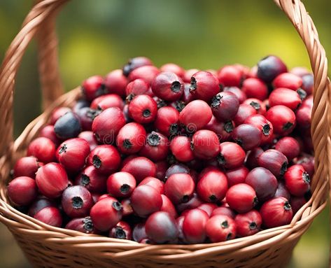 Ripe appetizing dogwood berries in an overflowing basket, AI royalty free stock photos Dogwood Berries, Free Stock Photos, Stock Illustration, Berry, Royalty Free Stock Photos, Royalty, Royalty Free, Stock Photos