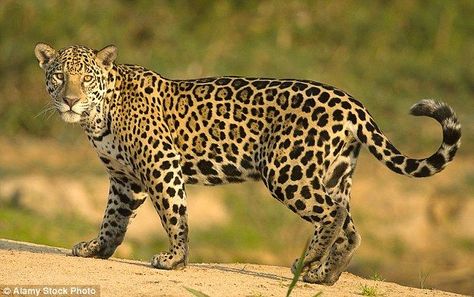 Jaguars once roamed the United States but have vanished in the last 150 years. File picture of a jaguar in Brazil in 2007 Jaguar Photo, Jaguar Aesthetic, Female Jaguar, Mexican Jaguar, Jaguar Pictures, Jaguar Wallpaper, Jaguar Animal, Nocturnal Animals, Jaguar Xj