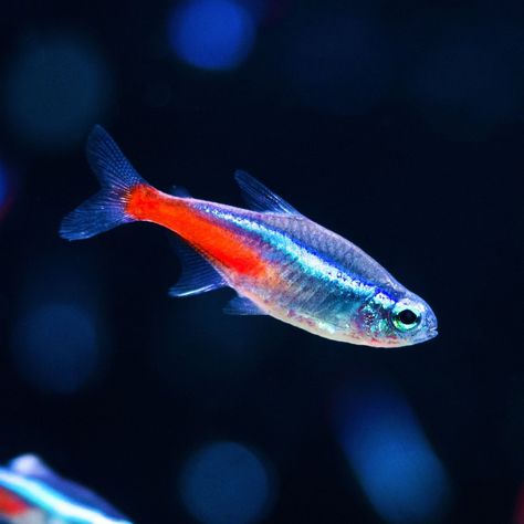 🐟 Neon Tetra - ✨ Iridescent Beauty: Neon Tetras are small, tropical fish that are easily recognized by their iridescent blue and red stripes, which run along their bodies, making them a striking addition to any aquarium. - 🌿 Peaceful Nature: These peaceful fish are native to the clearwater and blackwater streams of the Amazon Basin in South America, where they inhabit densely vegetated areas. - 👥 Schooling Species: They are a schooling species, meaning they thrive in groups of six or more, wh... Small Tropical Fish, Neon Tetra Fish, 20 Gallon Aquarium, Tetra Fish, Neon Tetra, Community Tanks, Tropical Fish Aquarium, Guppy Fish, Peaceful Nature