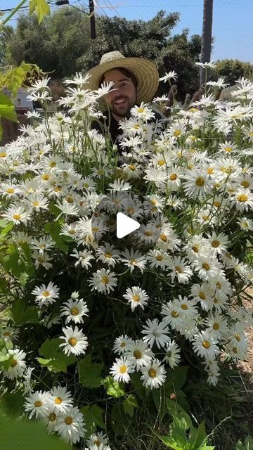 Growing Daisies, Garden Daisies, Preparing Flower Beds For Planting, Harvesting Gerbera Daisy Seeds, Daisy Flower Garden Journey, Like Crazy, Flowers Perennials, Native Plants, Cut Flowers