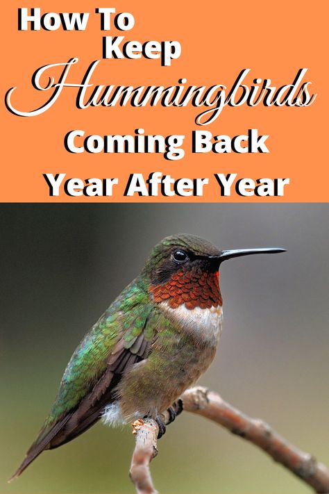 If you enjoy Hummingbirds visiting your Garden every year, you can create a safe and thriving environment that they'll never forget with these tips. Feeding Hummingbirds, Hummingbird Plants Perennials, What Attracts Hummingbirds, When Do Hummingbirds Leave, Flowers That Attract Hummingbirds And Butterflies, Homemade Hummingbird Nectar, Hummingbird Migration, Backyard Birds Watching, Backyard Birds Feeders