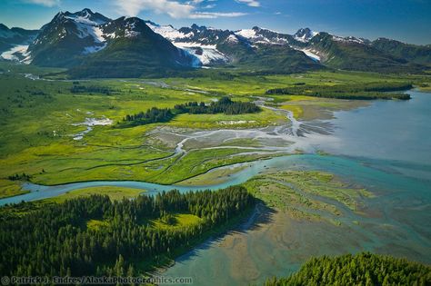 Alaska Forest From Above, Dall Sheep, Alaska Photos, Homeward Bound, Denali National Park, North America Travel, Drawing Reference Poses, National Forest, America Travel