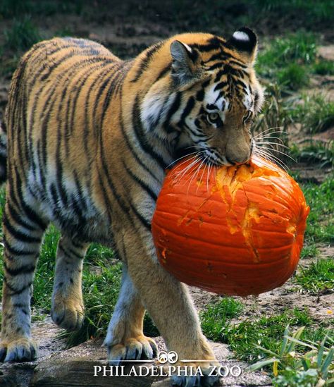 Human, I carved my own pumpkin this year! - Imgur Tiger Pumpkin, Pumpkin Animals, Cats Treats, Train Pumpkin, Pumpkin Treats, Tall Pumpkin, Philadelphia Zoo, Panthera Tigris, Pumpkin Images