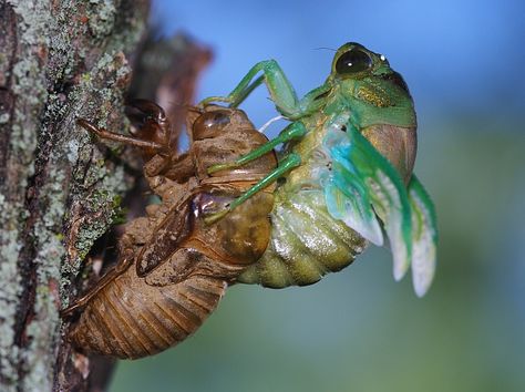 images of cicada emerging from shell | Here it is fully emerged, but wings still not expanded, and body not ... Cicada Anatomy, Cicada Shedding, Cicada Shell, Cicada Wings, Cicada Coming Out Of Shell, Cicada Specimen, Dog Motif, Cool Insects, Dog Day