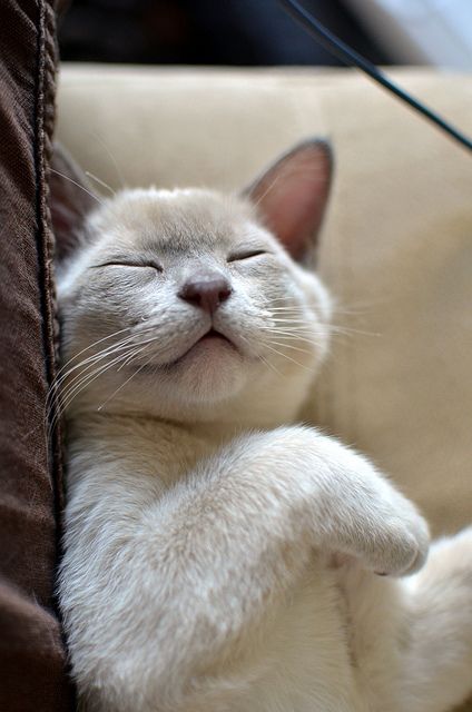 What a sweet face - I just want to hold him!                                                     Flickr - Photo Sharing! Burmese Kittens, Draw Cats, Cat Area, Sleepy Kitty, Burmese Cat, Söt Katt, Image Chat, Kitty Kitty, Cat Sleeping