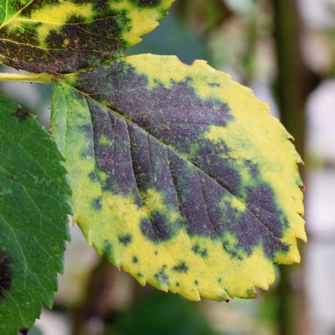 10 Common Plant Diseases (and How to Treat Them) | The Family Handyman Black Spot On Roses, Leaves Changing Color, Starting Seeds Indoors, Gladioli, Plant Nutrients, Aromatic Plant, Powdery Mildew, Plant Diseases, Food Combining