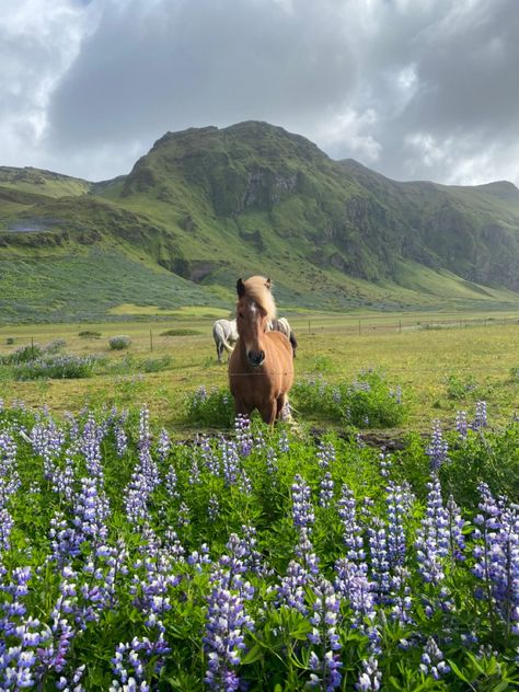 Iceland In Spring, Living In Iceland Aesthetic, Nordic Countries Aesthetic, Iceland Summer Aesthetic, Iceland Aesthetic Summer, Iceland Living, Iceland Animals, Iceland Horses, Iceland Aesthetic