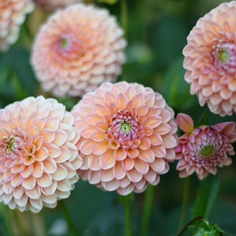 Linda’s Baby Dgalia Stacked Pots, Lawn Borders, Cottage Flowers, Full Sun Plants, Back Garden Design, Tall Flowers, August Wedding, Sun Plants, Plant Spacing