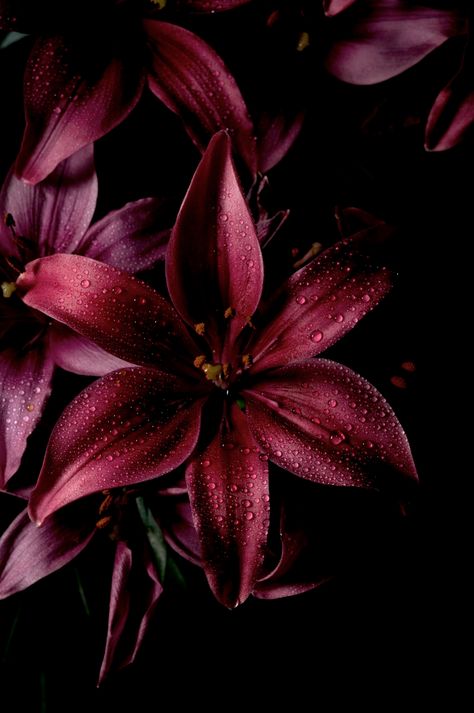 Maroon Aesthetic, Burgundy Aesthetic, Flowers Black Background, Lily Wallpaper, 2024 Moodboard, Red Vines, Red Lily, Dark Flowers, Flower Inspiration