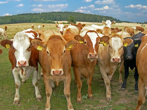 Herd of cows. On the meadow with forest in the back , #Ad, #cows, #Herd, #forest, #meadow #ad Snoring Humor, Herd Of Cows, Forest Meadow, Good Morning Image Quotes, Web Images, The Meadows, Horse Art, Good Morning Images, Morning Images