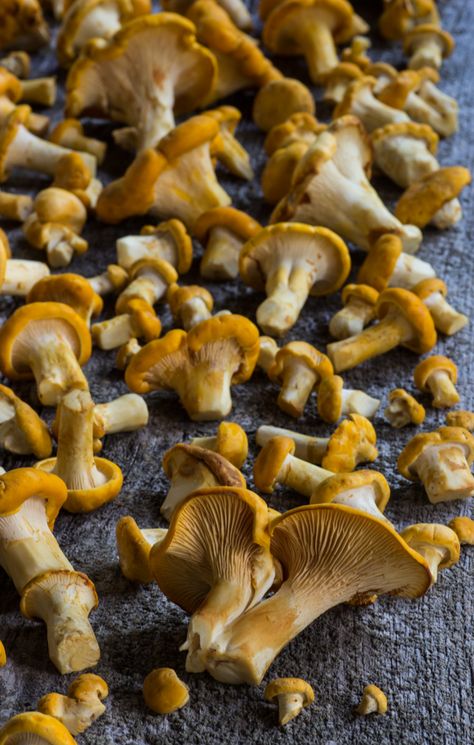 Golden Chanterelles Golden Chanterelle, Aesthetic Textures, Wild Mushroom Recipes, Edible Wild Mushrooms, Chanterelle Mushrooms, Mushroom Plant, Label Ideas, Metabolic Diet, Edible Mushrooms