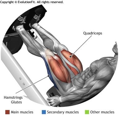 Leg Training, Muscle Anatomy, Workout Chart, Leg Press, Legs Workout, Bodybuilding Workouts, Muscle Fitness, Leg Workout, Physical Fitness