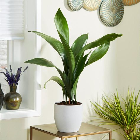 Indoor Plants Names, Aspidistra Elatior, Low Maintenance House Plants, Dog Friendly Plants, Plantas Interior, Low Maintenance Indoor Plants, Small Purple Flowers, Cast Iron Plant, Flower Identification