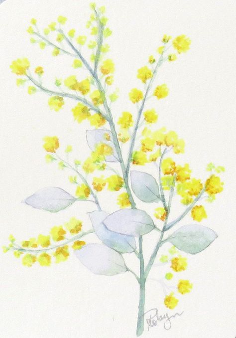 Wattle Watercolour, Water Colour, Acrylic Paintings, Queensland, Painting Art, Watercolour Painting, Painting Ideas, Art Ideas, Projects To Try