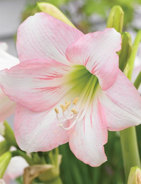 Sonatini Hippeastrums - Tesselaar Pink Amaryllis, Amaryllis Plant, Amaryllis Flowers, Amaryllis Bulbs, Plant Fungus, Most Beautiful Images, Holiday Flower, Annual Flowers, Flowers Nature