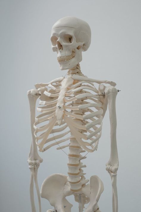 Human Skeleton Model, Skull Reference, Skeleton Anatomy, Anatomy Practice, Skeleton Model, Human Bones, Human Skeleton, Human Anatomy And Physiology, Human Reference